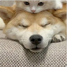 fcj1501636782672's Avatar