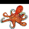 octopus bhai