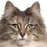 ZelihaBespinar profil fotoğrafı