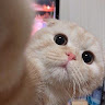 Haru_hi