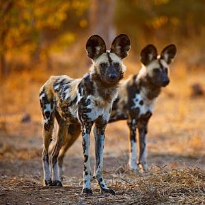 ethanschoonbee4 - @ethanschoonbee4 - TikTok