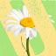 Pushing Up Daisies