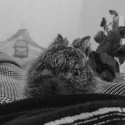 Anto