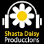 Shasta Daisy