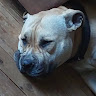 user_ibfqmi0l01fg9shk member profile picture