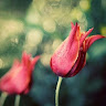 Created by