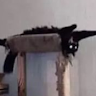 user_h1n3wugjxetdkspe member profile picture