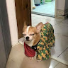 吉娃娃祖師