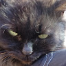 View user_zii4npe96p2x0mvl's Profile