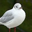 de Meeuw Gull (Gull)