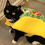 TacoCat Vlogs