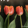 Created by