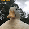 Profile picture of Vaehraeee