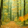 דוד קיפניס's photo