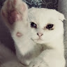 Ladyy_0