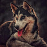 Tyberlipsis member profile picture