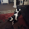 Ms