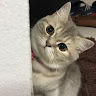 Achi   