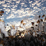 Ron N's photo