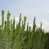 הדסי רשי's photo