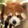 mexicanredpanda