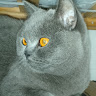 Bill_main
