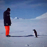 anf