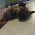 Kullanıcı: Alice Susová