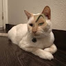 sigma cat
