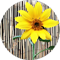 Avatar de Lily..