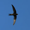 Writer: Norwich SwiftNetwork