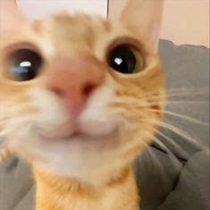 Bisu