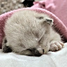 Hisham Gmail
