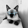 Cachorro Caramelo