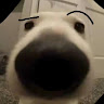 Tin iu doogem