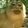 Ethan