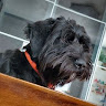Doggycraft member profile picture