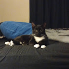 Utente: Merrie Hamilton