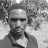 Daudi Sdv