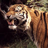 tania cristalia