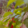 Poorna V