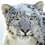 User: Dinno A. Madaputra