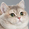 del