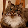 serhiygordienko-2921's avatar