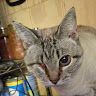 Komodo_bove member profile picture