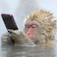 monkey with a phone