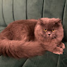 Created by