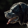 Sam