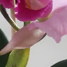 vera c