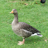 GooseTheTechnician